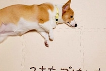 ご飯を食べない犬→心配した娘が『一工夫』してくれて…愛情が詰まった『フード文字』に感動の声「泣けてくる」「なんて優しい娘さんなの…」