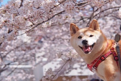 柴犬と桜