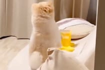 『おやつが出てくるおもちゃ』を犬にあげた結果→使い方がわからずに…『まさかの行動』が73万再生「神社で草」「アホすぎてかわいいｗ」と爆笑