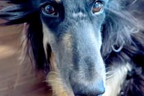 寝起きで髪が爆発してしまった大型犬→ツンツンになりすぎて…家族による『秀逸な例え』に爆笑続々「的確すぎて草」「なんか違う犬みたいｗ」