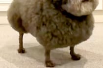 いつも『犬種はなんですか？』と質問されるワンコたち→思わず二度見する『まさかの光景』が166万再生「漫画感すごいｗｗ」「唐揚げかな？」