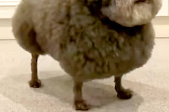 いつも『犬種はなんですか？』と質問されるワンコたち→思わず二度見する『まさかの光景』が166万再生「漫画感すごいｗｗ」「唐揚げかな？」