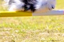 『棒を跳び越える犬』を撮影した結果→ジャンプしているとは思えない『偶然の一枚』に2万いいね集まる「決定的瞬間ｗ」「完全にくつろいでて草」