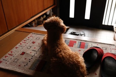 玄関で飼い主を待つトイプードル