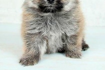 子犬の時に撮影した『保険証の写真』→現在の顔が…同じ犬とは思えない『衝撃の変化』に5万いいね集まる「別犬すぎるｗ」「まゆげでなんとか…」