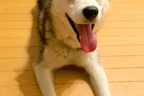 誰もいない庭で放置された『ガリガリの大型犬』を発見→飼い主に連絡すると…信じられない物語が49万再生「涙が止まらん」「感謝します」