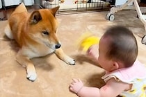 突然家にやってきた『赤ちゃん』に戸惑う犬→6年間、一緒に育てた結果…あまりにも尊い『成長記録』が149万再生「泣いちゃう」「素晴らしい」
