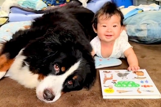 生後4ヶ月の赤ちゃんと8歳の超大型犬→いつも近くで見守って…愛おしすぎる『ふたりの記録』に反響「お互い通じ合ってる」「ずっと見てられる」