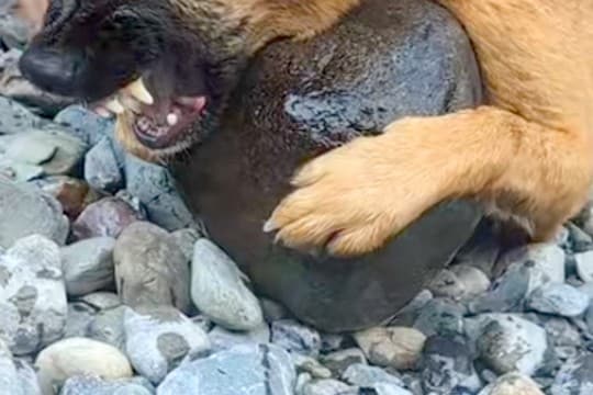 『大きくて持って帰れないよ』川で"お気に入りの石"を見つけた犬→普段は大人しいのに…まさかの豹変が238万再生「必死ｗｗ」「子供みたい」