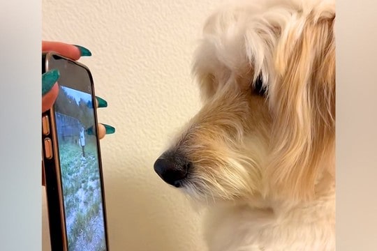 昼間、ドッグランに出かけた大型犬→撮影していた映像を見せてあげると…子供のような『尊い光景』が23万再生「可愛くて泣ける」「天才すぎ」