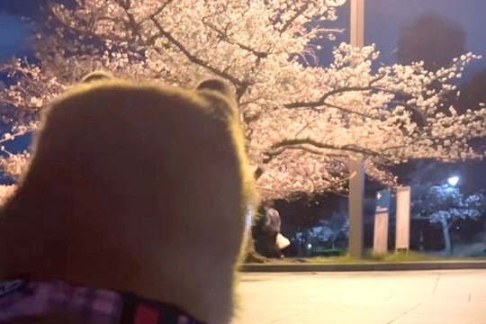 犬がいつもトイレをする場所に行くと『お花見』している人がいて…ジワジワくる『文句を言う光景』が66万再生「どけ言うてて草」「笑ったｗ」