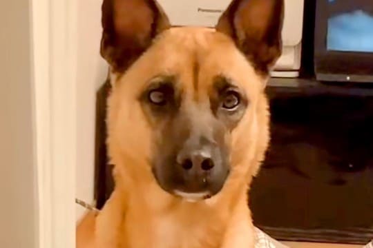 『犬と飼い主は似るって言うけど…』夫とワンコの顔を比較してみた結果→あまりにも似すぎている光景が106万再生「想像以上で草」「兄弟？ｗ」