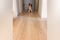 オヤツを床に置き、子犬を呼んでみた結果→『ちゃんと食べるかな』と見ていたら…『想定外の光景』が71万再生「尊すぎる…」「なんて可愛いの」