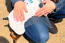 『あのー、飼い主こっちですよ。』ドッグランに遊びに来た犬→知らない人に…甘えまくっている『表情』が104万再生「懐きすぎで草」「笑うｗ」