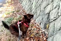 散歩中に見つけた『大きな壁』を上ろうとする甲斐犬→『さすがに登れないかな』と思ったら…衝撃の光景が23万再生「忍者犬」「カッコイイ」