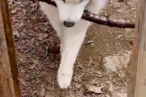 『長い木を持ち帰りたい大型犬』VS『阻止したい飼い主』微笑ましい攻防戦に2万いいね集まる「表情が良すぎるｗｗ」「フェイントかけてて草」