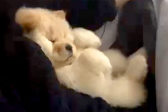 ママの腕にすっぽりおさまる、ぬいぐるみのような子犬→１年後…想像以上にデカく成長した光景に反響「今も昔も可愛い」「熊みたいｗ」「癒し」