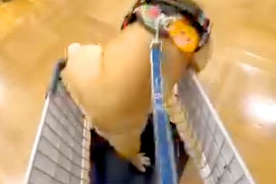 犬と一緒にホームセンターに行った結果→テンションが上がりすぎて…カート内で見せた『大暴れ』に1万いいね「落ち着いてｗ」「愛おしすぎる」