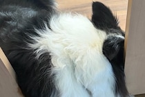 『この部屋には入ってはいけないよ』犬と約束した結果→まさかの『ずるがしこい光景』に2万いいね「ギリセーフｗｗ」「約束ほぼ守ってるの草」