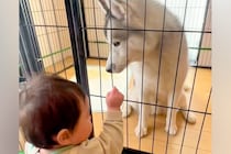 小さな男の子が『大型犬が閉じ込められている』と勘違いして…助け出すためにとった『まさかの行動』が37万再生「相思相愛」「癒しのコンビ」