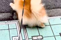 『いつもの散歩コース』を歩く犬→突然『動物病院への道』に切り替わると…わかりやすく『絶望する光景』に爆笑「必死ｗｗ」「気付くの早くて草」