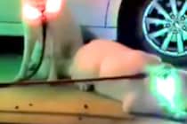 散歩後、足を洗ってもらうのを待つ3匹の秋田犬→首輪がピカピカに光り…まるで『パレードのような光景』に8万いいね「パリピで草」「愉快ｗｗ」