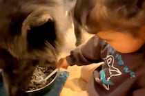 女の子が『赤ちゃんの頃からオオカミ犬と一緒に育った』結果→深い絆で結ばれた『お互いの行動』が14万再生「優秀なボディーガード」「素敵」