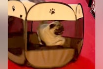 犬のために『折り畳みサークル』を導入した結果…思っていたのと違う『衝撃的な使い方』が65万再生「前世ハムスター？ｗｗ」「意味なくて草」