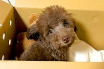 親が3キロ程度の子犬を飼った結果→『同じくらいに育つかな』と思っていたら…想定外だった『成長』に反響「どう育っても可愛い」「元気でよし」