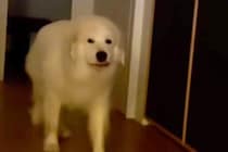 リビングにやってきた超大型犬→『おいで』と話しかけた結果、少しだけ振り向き…思春期の子供のような光景が52万再生「うちの娘ｗ」「笑った」