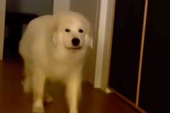 リビングにやってきた超大型犬→『おいで』と話しかけた結果、少しだけ振り向き…思春期の子供のような光景が52万再生「うちの娘ｗ」「笑った」