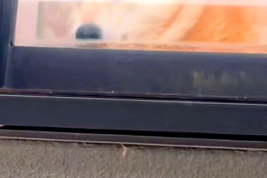 いつもより1時間早く帰宅→留守番中の犬を『窓から覗いた』結果…気付いた瞬間の『三度見』が18万再生「漫画みたいで草」「びっくりがｗｗ」