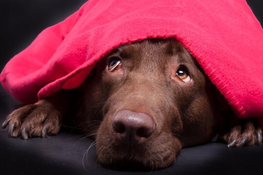 犬が飼い主の『目を見ない』ときの心理5つ　目をそらしてくるワケや適切な接し方まで