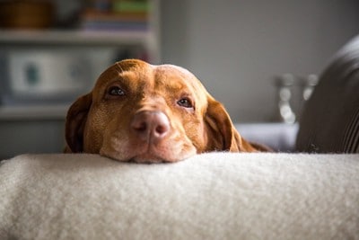 眠そうに見つめる犬