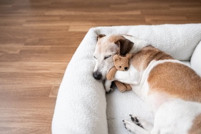 ベッドでぬいぐるみを抱きながら眠る子犬