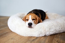 犬が『眠い』ときにみせるサイン５選　快適な睡眠環境を整えるために今日からできることまで