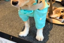 『新しいカッパ』を買ったので、犬に着せた結果→似合いすぎて…まさかの『外科医になる光景』に反響「神妙な表情で草」「声出して笑ったｗ」