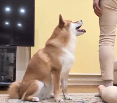 大丈夫