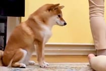 『ねえ、やめてあげてよ…』家族で"踏み合いっこ"をしていたら、見ていた犬が勘違いして…愛を感じる『まさかの光景』に反響「優しい」「健気」