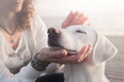 安心して撫でられている犬