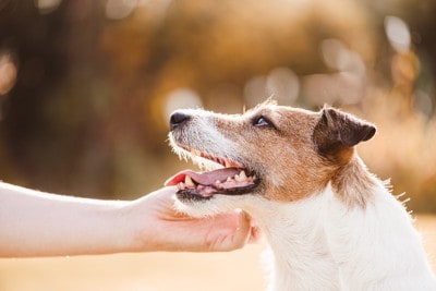 顎の下を撫でられる犬