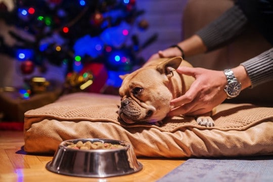 犬が『撫でられるのを嫌がる』心理5つ　警戒しているときにする行動や安心させる方法まで