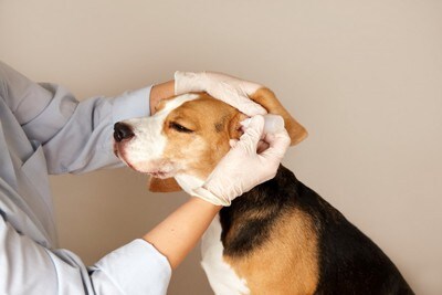 飼い主に点耳薬を滴下されている犬