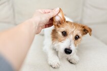 痛い、かゆい、つらい…犬の『慢性外耳炎』は飼い主さんのQOLにも影響する？最新研究を獣医が解説