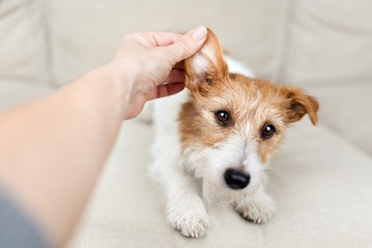痛い、かゆい、つらい…犬の『慢性外耳炎』は飼い主さんのQOLにも影響する?最新研究を獣医が解説