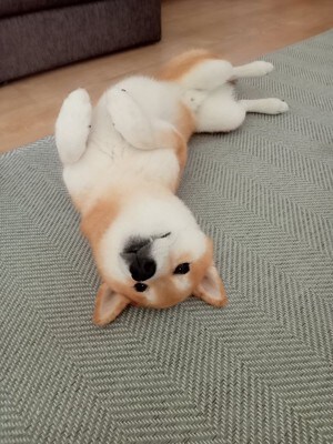 ヘソ天