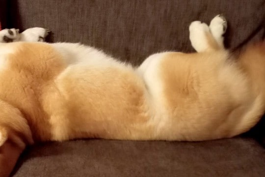 ソファでのんびり寝転がる犬→ふと様子を見てみたら、首が…絶対にくつろげていない『衝撃の姿勢』に反響