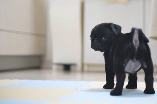 犬を『あだ名』で呼んではいけない理由3選　考えられるデメリットや名付けのコツまで