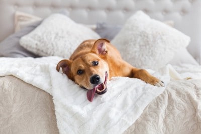 ベッドで嬉しそうに寝転ぶ犬