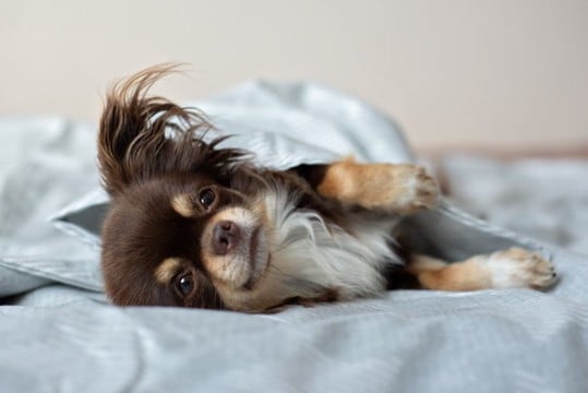 犬が『一緒に寝たい』と言っているサイン3選　飼い主と寝床を共にしても大丈夫？注意点まで解説